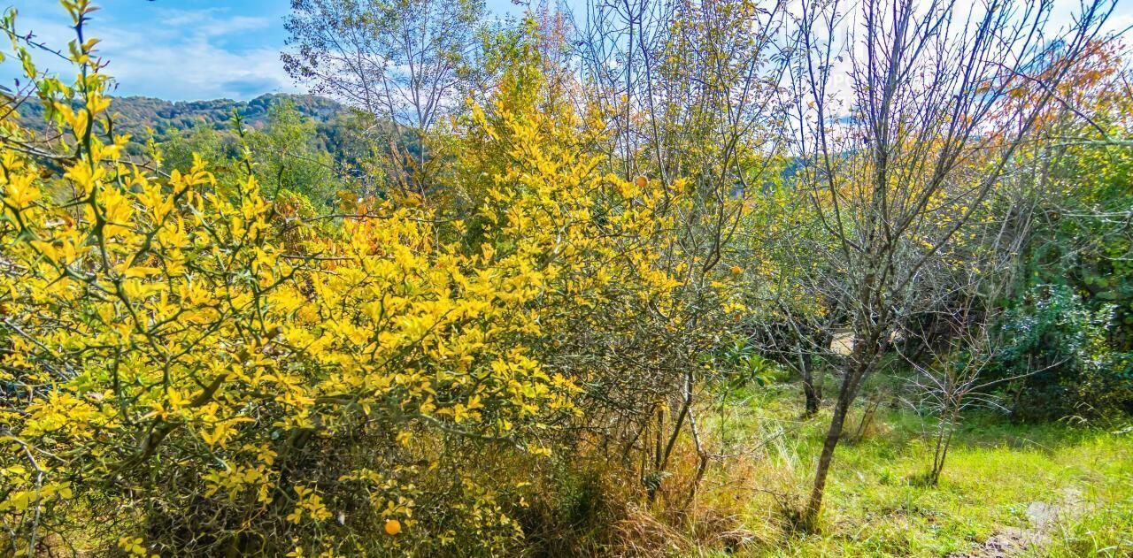 земля г Сочи с Бестужевское ул Пензенская фото 2