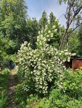 снт Ветеран Подлубовский сельсовет фото