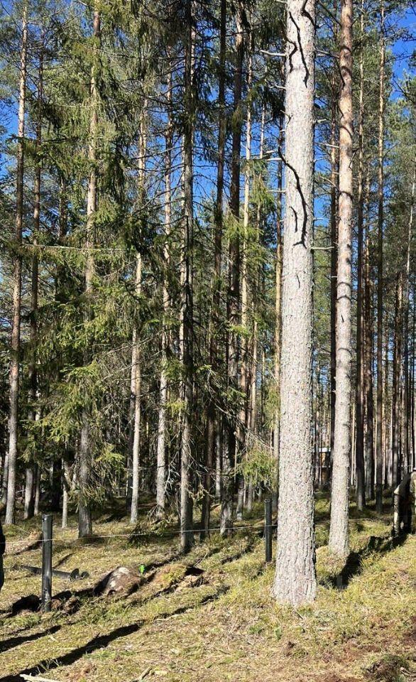 земля г Санкт-Петербург Полянское сельское поселение, КП Алые Паруса, Корабельный проезд, Ленинградская область фото 1