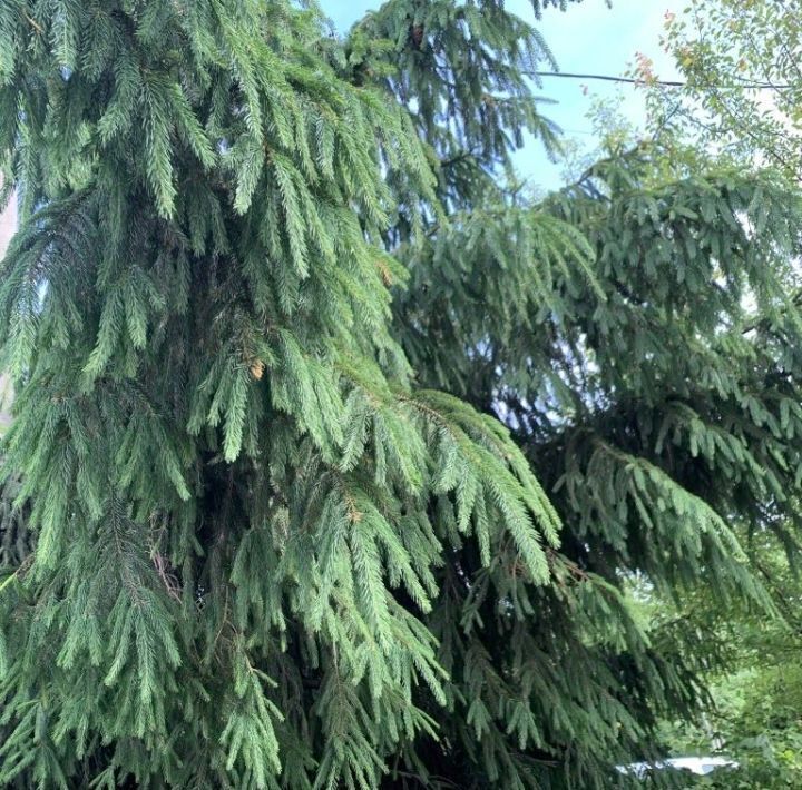 дом г Брянск р-н Володарский ул Салтыкова-Щедрина фото 19