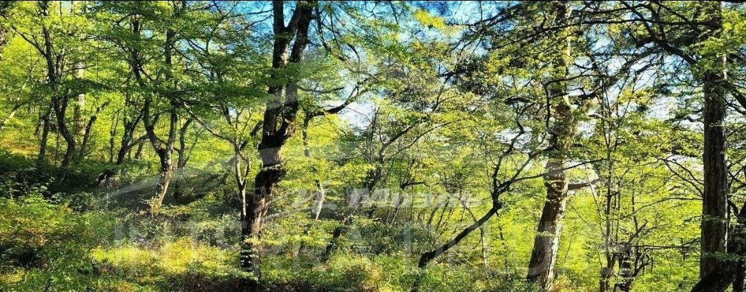 земля г Ялта пгт Массандра ш Симферопольское фото 1