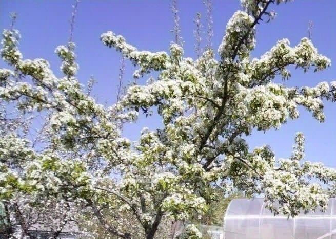 земля г Екатеринбург Ботаническая снт Западный-1 фото 2