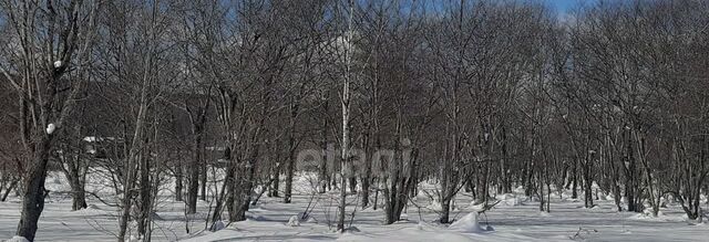 Ива СНТ, 25 фото