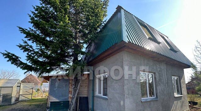 Черемушки СНТ фото