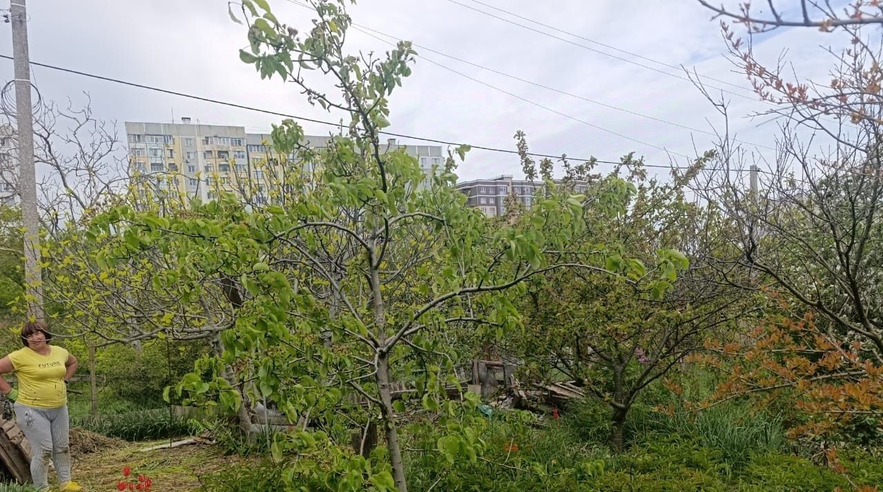 земля г Керчь Залив садово-огороднический кооператив, ул. Миндальная фото 3