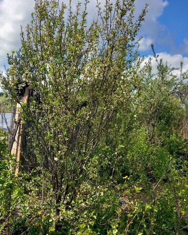 земля жилой район Первомайский Кунгурский муниципальный округ фото