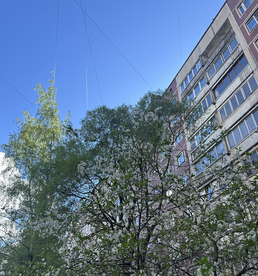 квартира г Санкт-Петербург Пороховые пр-кт Энтузиастов 22/1 фото 12