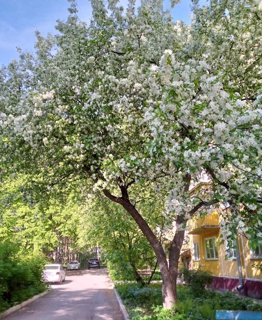 квартира г Новосибирск р-н Советский Академгородок ул Академическая 36 фото 3