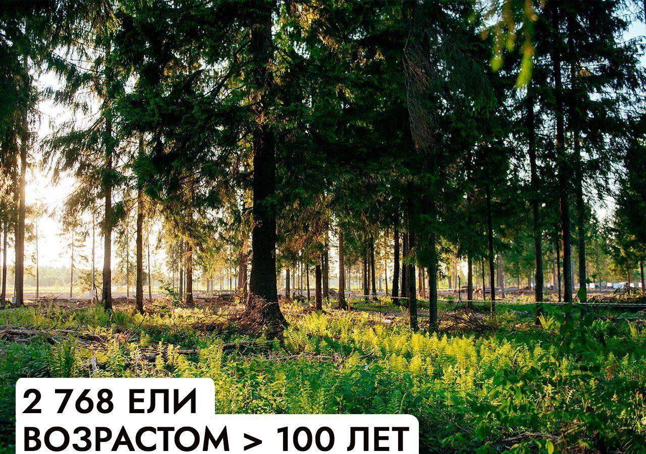 земля г Клин 54 км, эко-посёлок Ели эстейт, Новопетровское, Ленинградское шоссе фото 10