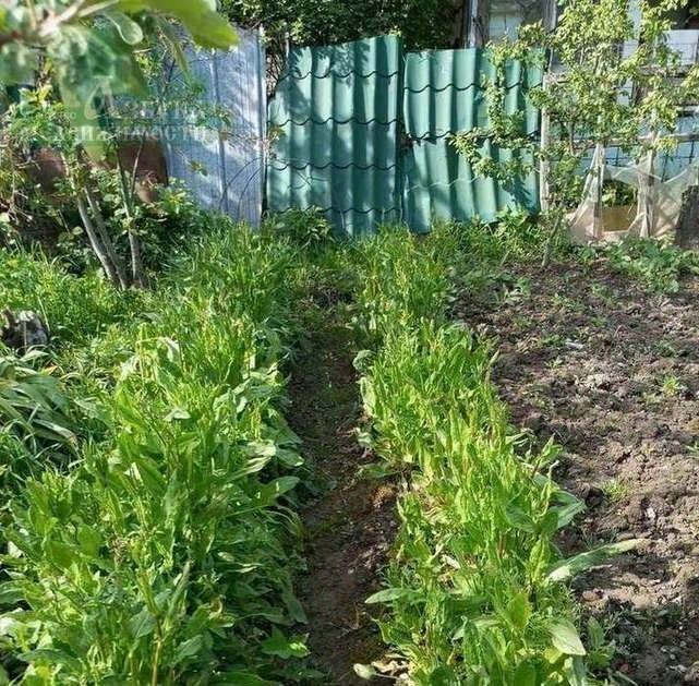 земля г Смоленск ул Садовая Аушра СНТ фото 9