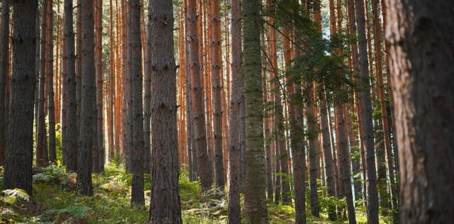 Филатов Луг, Антоновка кп фото