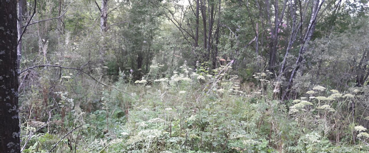земля городской округ Талдомский г Талдом снт Агрос 97 фото 5