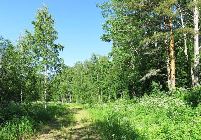 земля п Моторное Трасса Сортавала, 93 км, Ларионовское сельское поселение, урочище Береговое, Приозерск фото