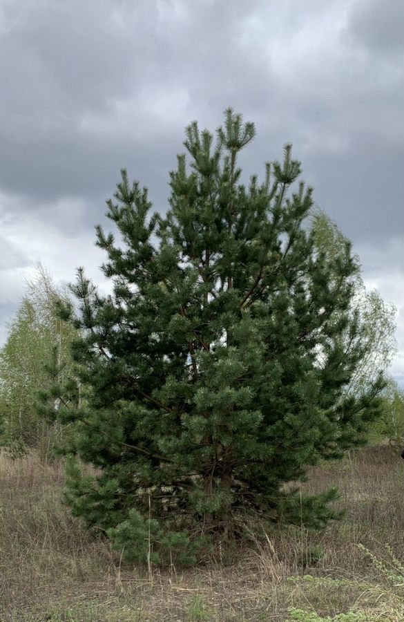 земля г Липецк ул Снежная фото 4