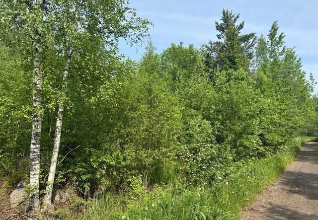 нп 2-я Линия Дорога жизни, 25 км, Рахьинское городское поселение, Рахья, садоводческое некоммерческое товарищество Терем фото