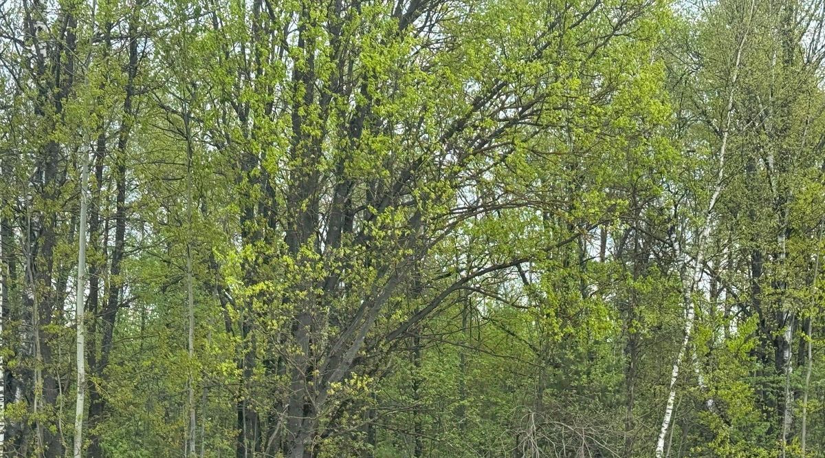 офис городской округ Богородский г Ногинск ул Московская фото 1
