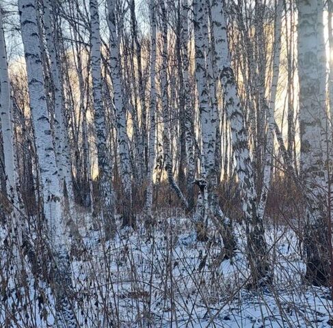 р-н Центральный снт Липовый остров ул 1-я Западная фото