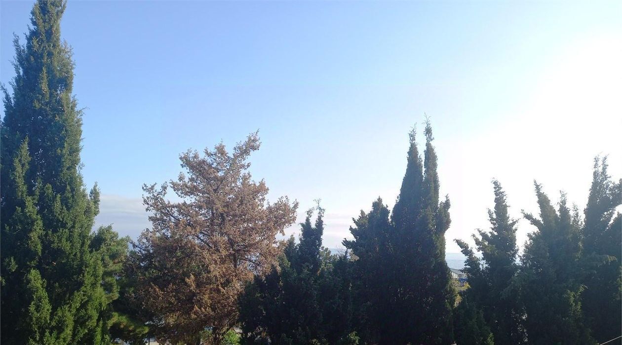 комната г Алушта ул Набережная 16е фото 5