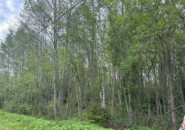 снт Верба 78 км, Вербилки, Дмитровское шоссе фото