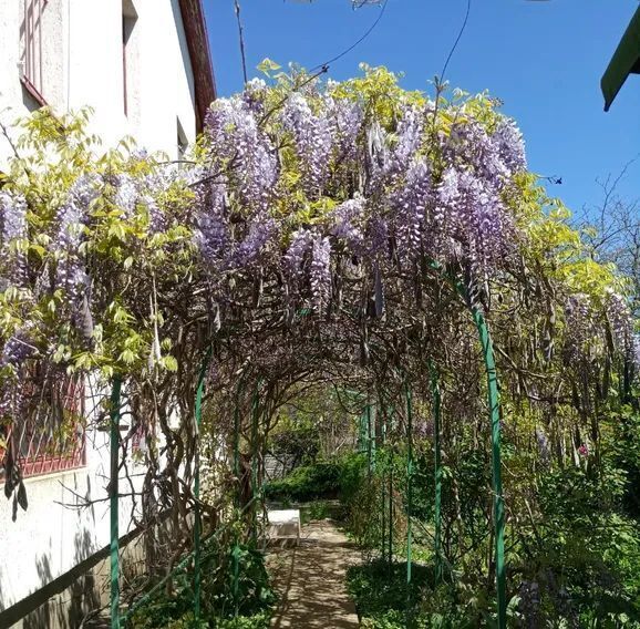 комната г Феодосия пгт Коктебель пер Долинный 5 фото 7