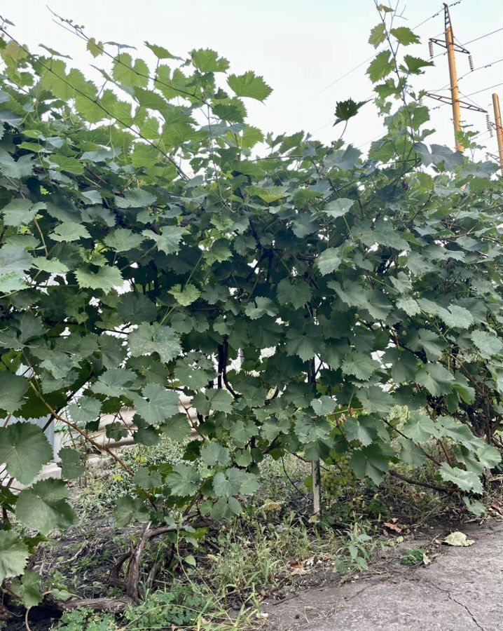 дом г Воронеж р-н Левобережный ул Красный Октябрь 138 фото 12
