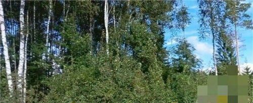 снт Заречное Сертоловское городское поселение, ул. Липецкая, 178, Всеволожский район фото