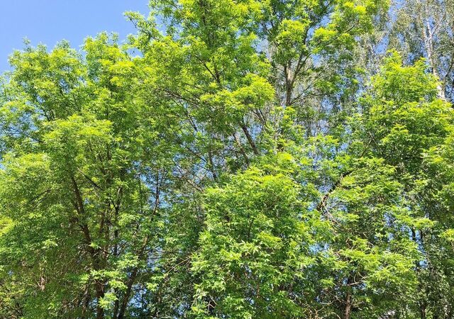 снт Парус Московское шоссе, 42 км, Мгинское городское поселение, 7-я линия, Мга, садовое товарищество Славянка фото