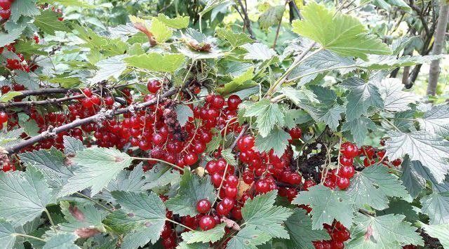 дом г Сергиев Посад снт Метеор Сергиево-Посадский городской округ фото 7