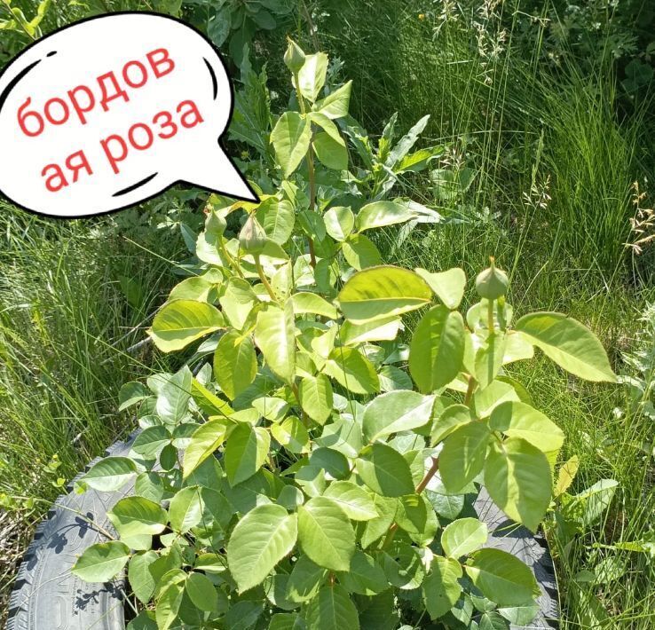 дом г Барнаул п Новомихайловка ул Брусничная Поляна 18 фото 21