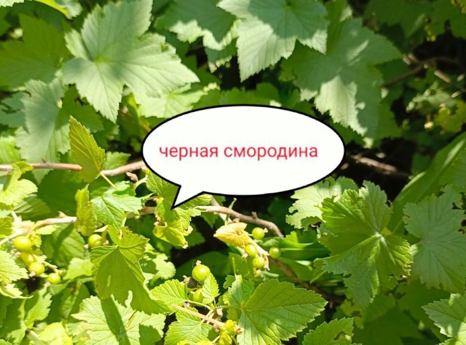 дом г Барнаул п Новомихайловка ул Брусничная Поляна 18 фото 24