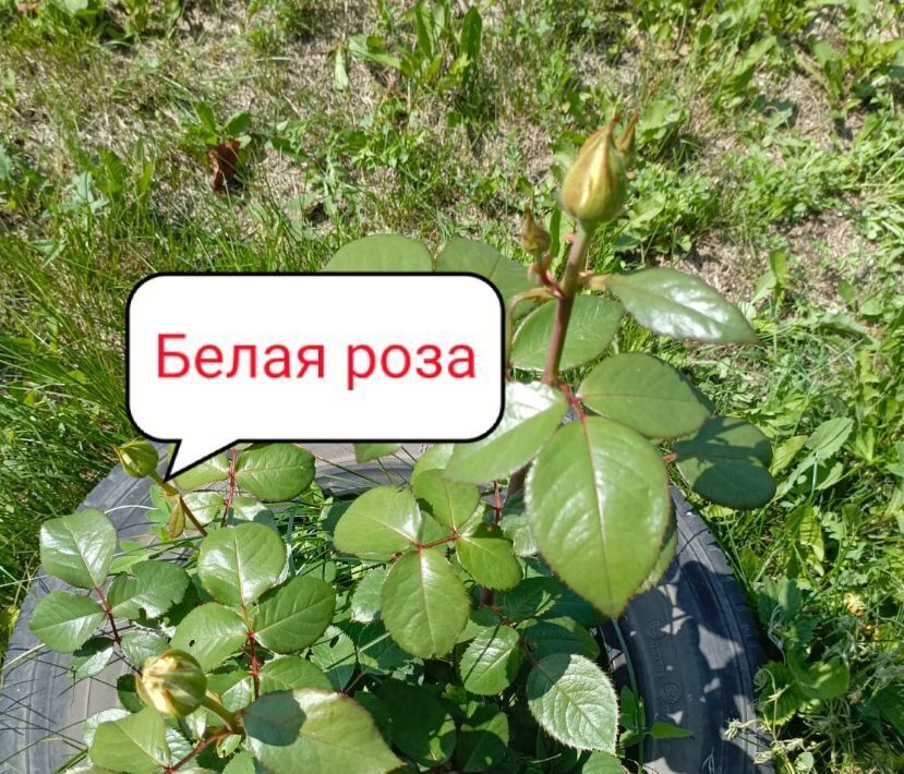 дом г Барнаул п Новомихайловка ул Брусничная Поляна 18 фото 23
