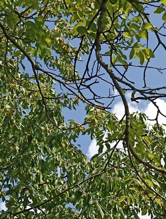 земля г Волгодонск снт Дон ул Отдыха фото 3
