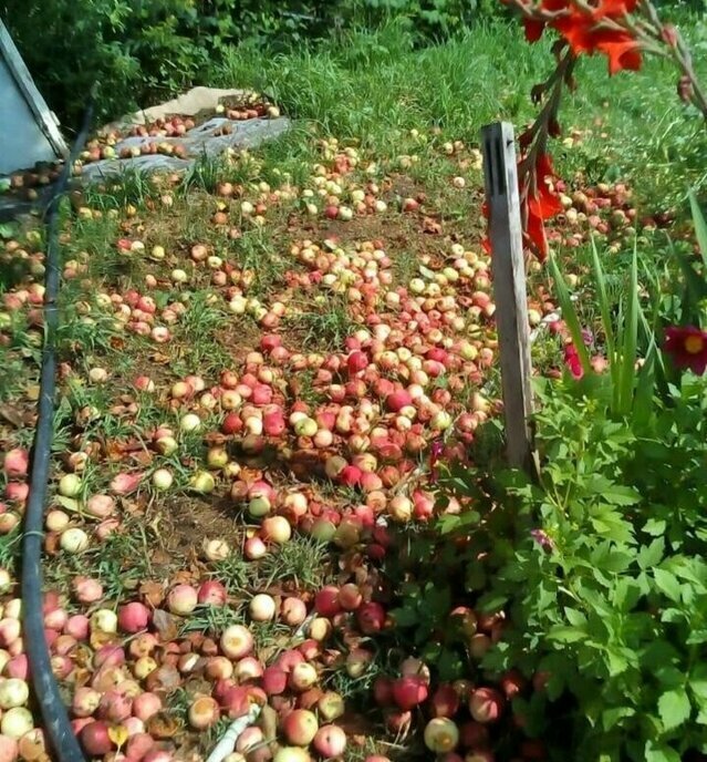 дом г Калининград р-н Ленинградский ул Зеленая фото 14