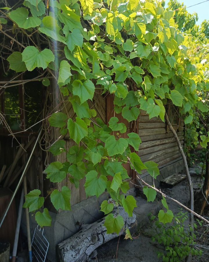 земля г Севастополь снт Сапун-Гора 1336, Крым фото 3