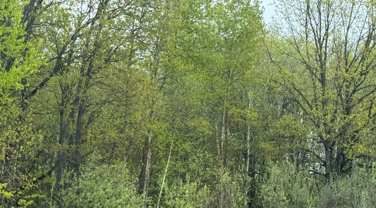 офис городской округ Богородский г Ногинск ул Московская фото 3