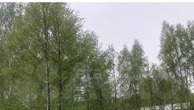 снт Репка Дмитровский муниципальный округ фото