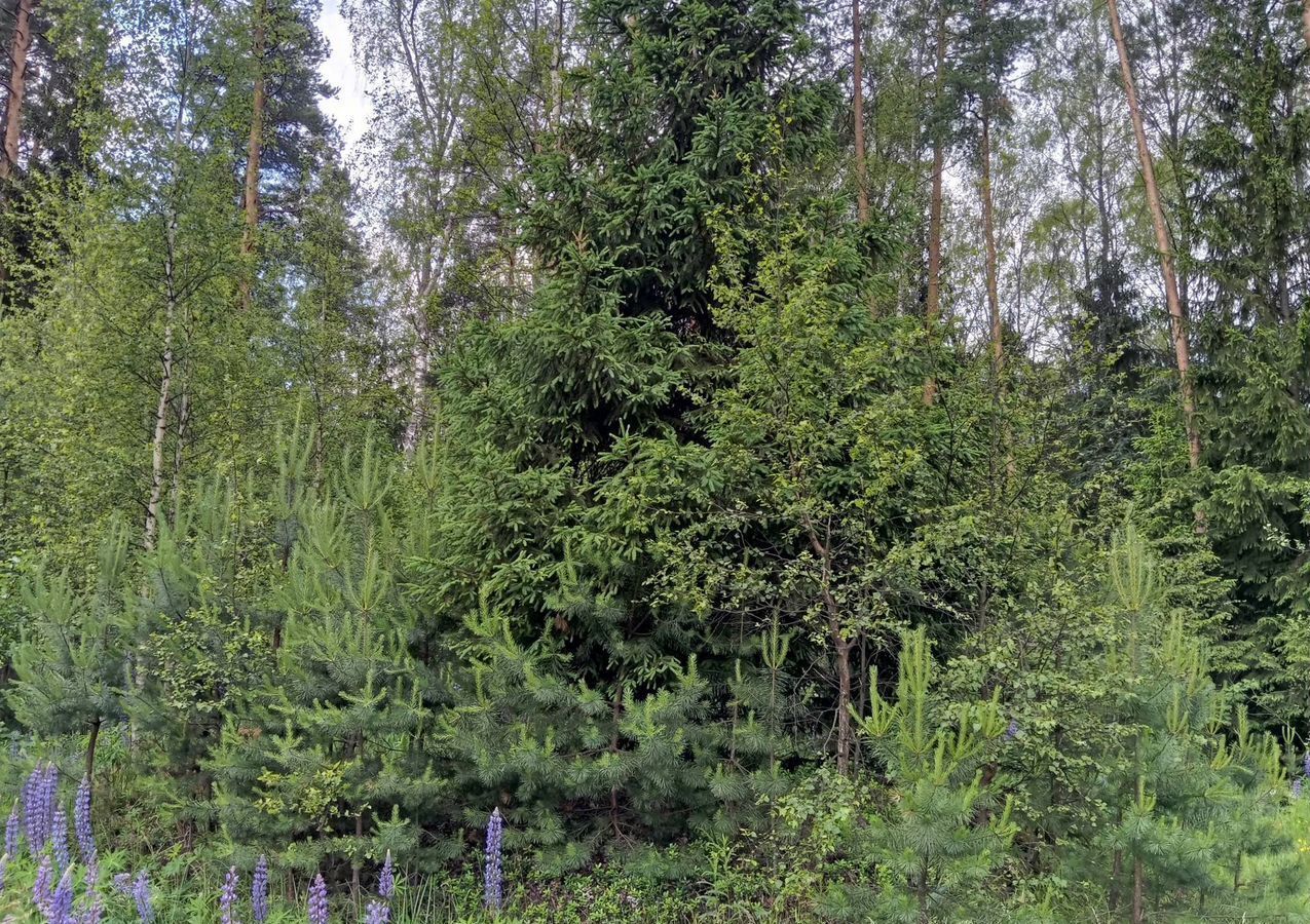 дом городской округ Сергиево-Посадский г Краснозаводск 73 км, 193, садоводческое некоммерческое товарищество Загорье, Ярославское шоссе фото 30