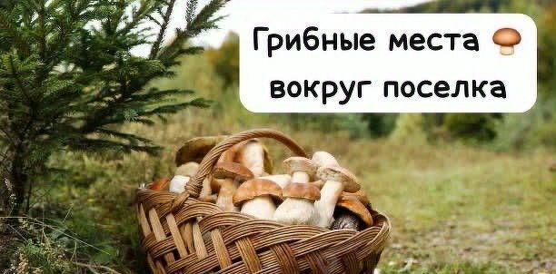 земля г Клин Подсолнухи кп фото 9