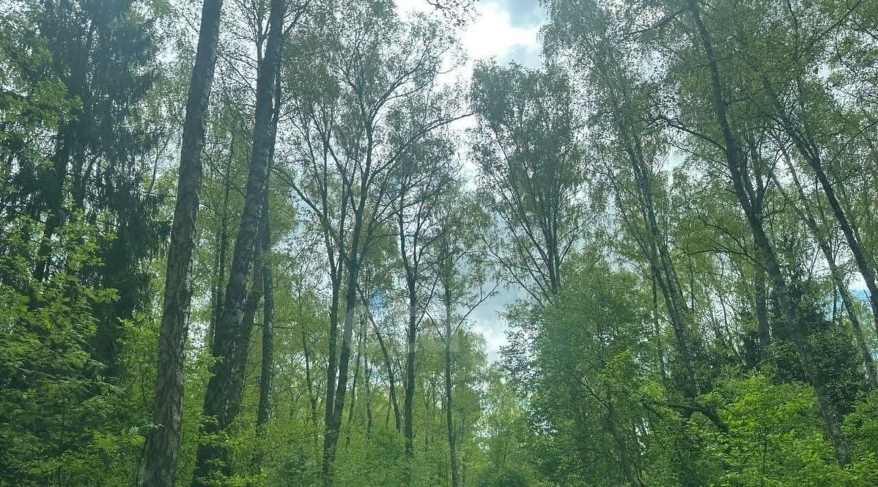 земля городской округ Богородский г Ногинск снт Елочка 243 фото 8