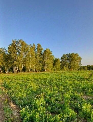 земля заимка Вдовина фото