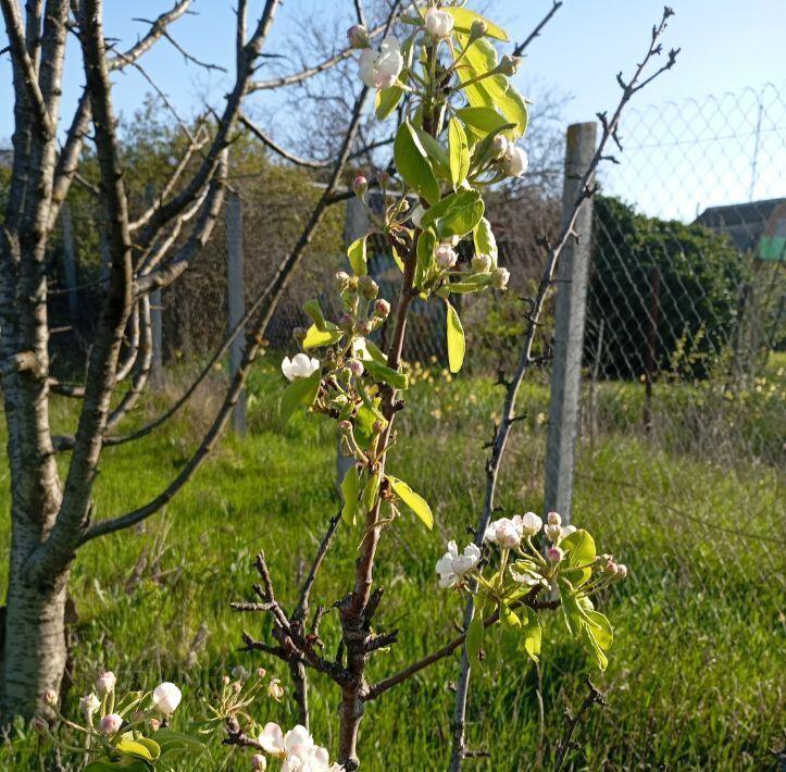 дом г Судак снт Ветеран Керчь городской округ фото 29