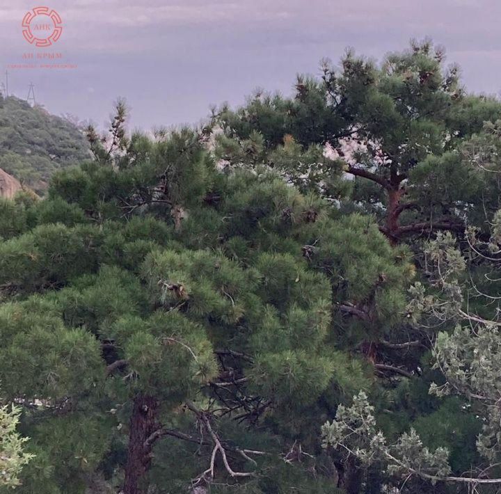 земля г Судак пгт Новый свет ул Набережная фото 3