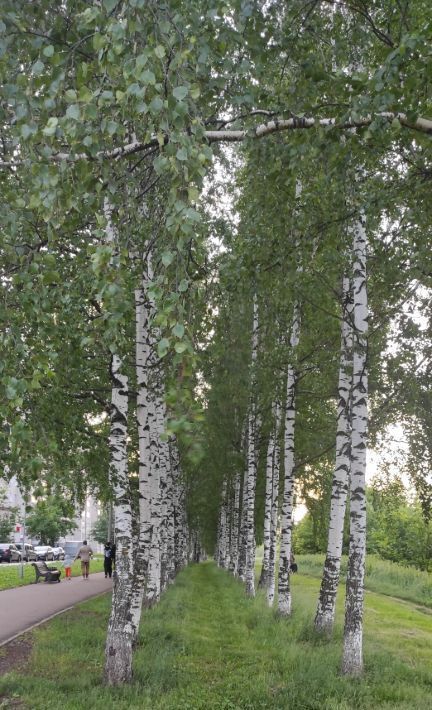 квартира г Киров р-н Октябрьский наб Северная 13 фото 15