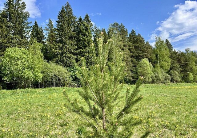 земля городской округ Истра д Ленино ул Живописная 22 км, Снегири, Волоколамское шоссе фото
