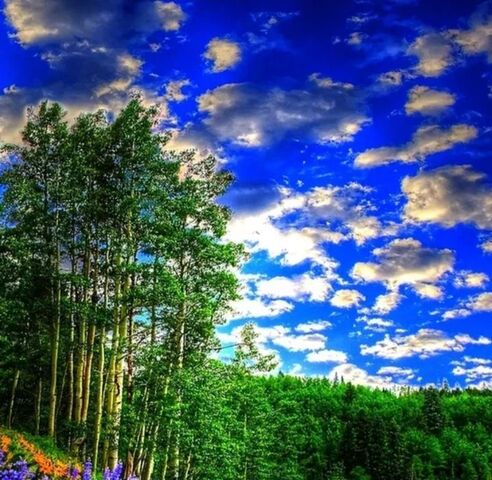 Богашевское с/пос, Магистраль-4 садовое товарищество фото
