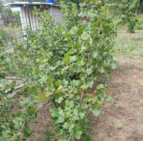 Красюковское с/пос фото