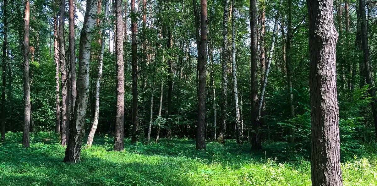 земля г Истра 0050341 кв-л, Нахабино фото 1