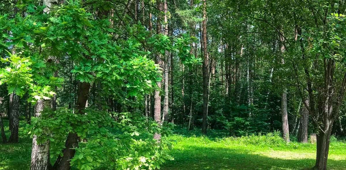 земля г Истра 0050341 кв-л, Нахабино фото 3