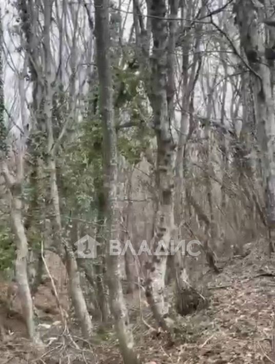 земля г Ялта пгт Голубой Залив фото 3