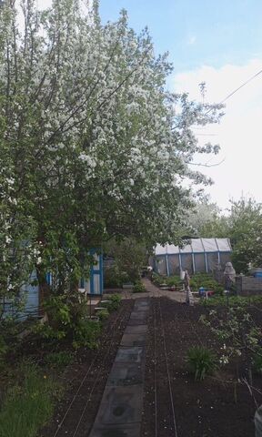 Пушкинский тракт, территория СОСН Энергия фото